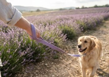 french lavender solid leash 5 ft / french lavender