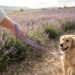 french lavender solid leash 5 ft / french lavender